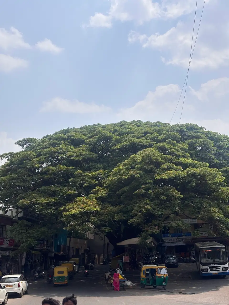 An enormous tree shading a neighborhood street